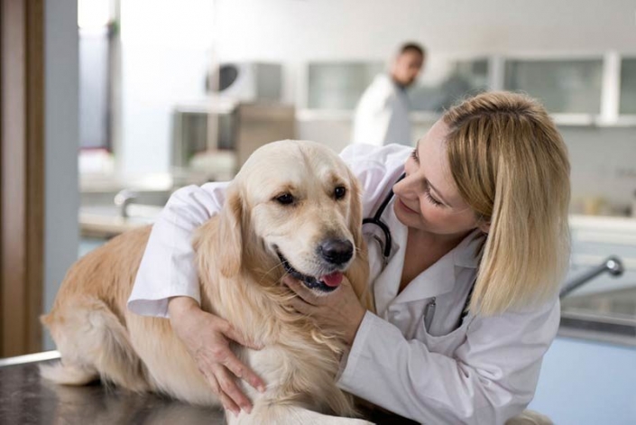 Vet